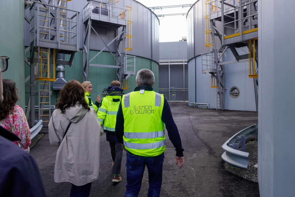 Salmon Evolution consistently harvests from the facility at Indre Harøy.