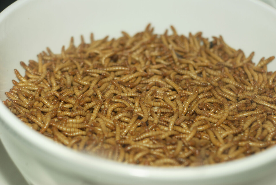 Mealworm larvae could become an important ingredient in fish feed.