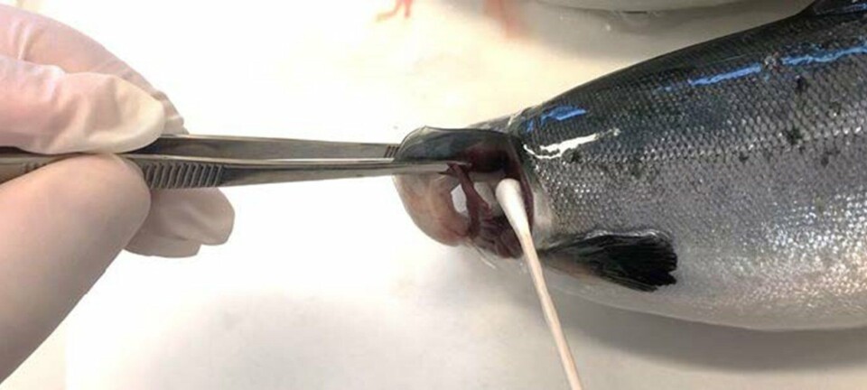 Swab samples from, among others, gills can be well suited to detect ISAV HPR0 in juvenile fish farms.
