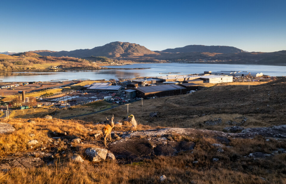 A stag stands on ground above Bakkafrost Scotland's Applecross hatchery and smolt facility, which will in future produce 500g post-smolts for the fish farmer.