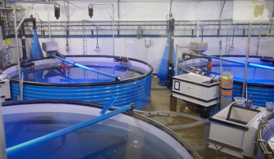 Early-stage tanks at a Bakkafrost Scotland hatchery and smolt facility.