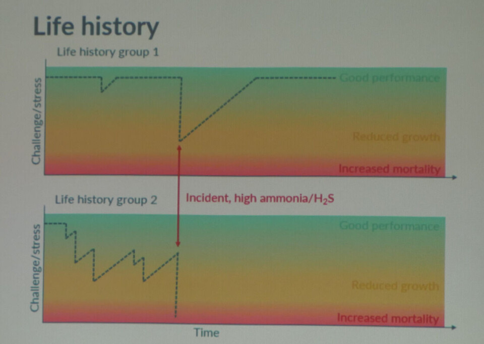 A slide from the presentation by Kari Attramadal, who stressed that the energy-sapping effects of repeated challenges to fish in RAS can lead to one batch dying when another batch with a better history would survive.