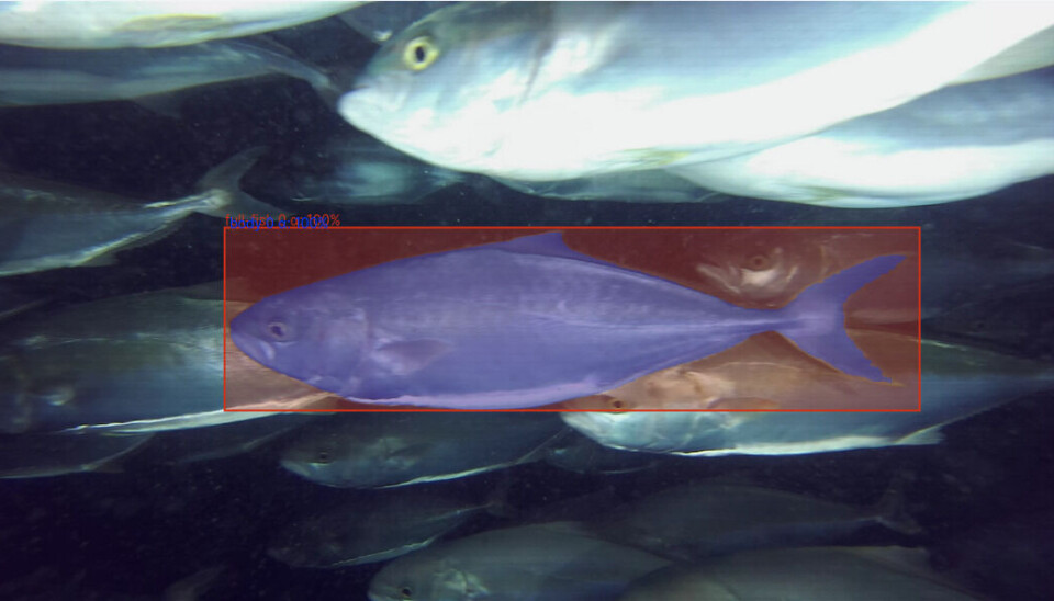 ReelData's ReelWeight AI-enabled camera is now being used for kingfish, as well as salmon and Arctic char.