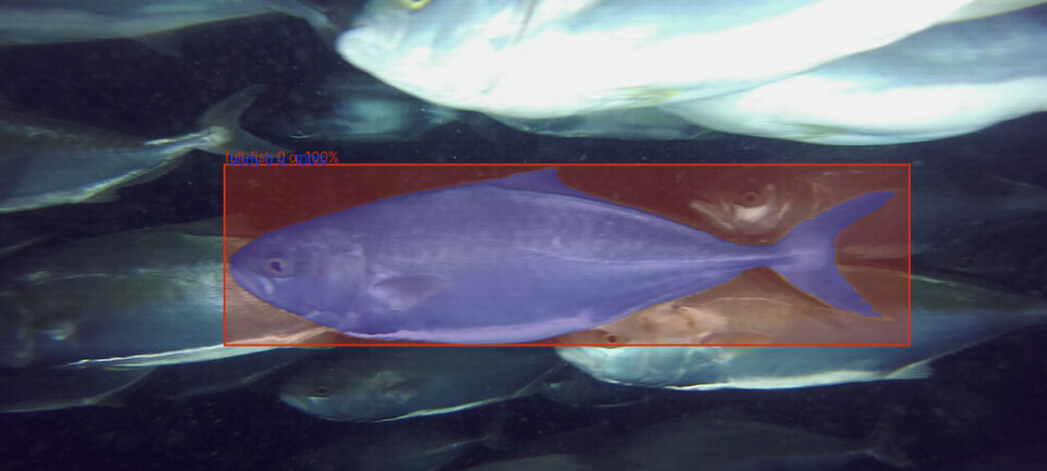 Netherlands kingfish farmer will test out AI biomass camera