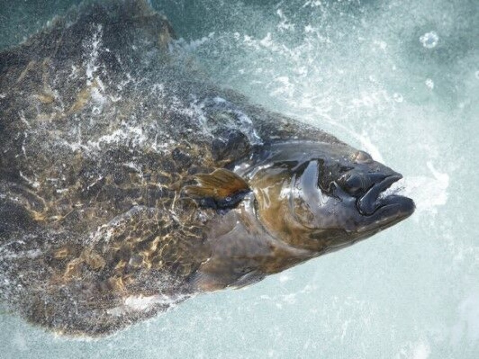 Amar Seafood is seeking to expand its capacity for juvenile halibut.