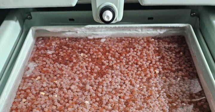 Hito exportador en La Araucanía: primer envío de ovas de salmón a Corea del Sur