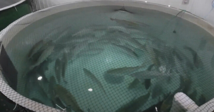 Aquabounty cierra el último de sus centros de salmón y su CEO decide dar un paso al costado