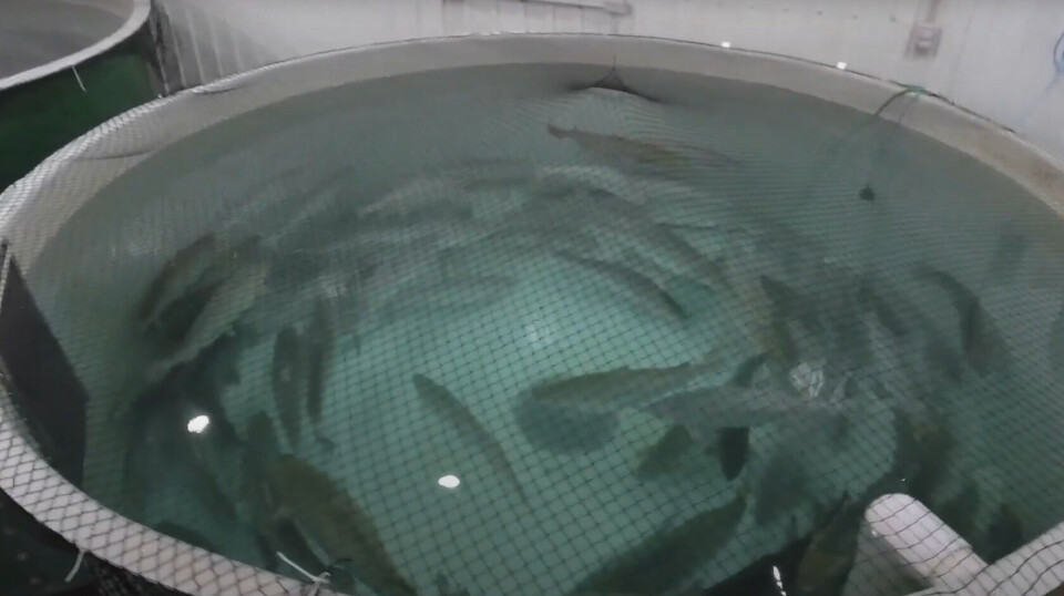 AquaBounty is culling fish at its Bay Fortune facility, the last farm it still operated.