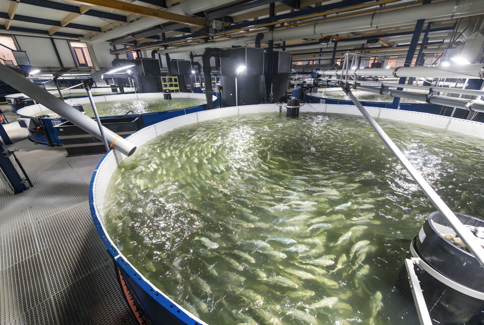 Festive period drives 62% growth in Q4 sales for The Kingfish Company