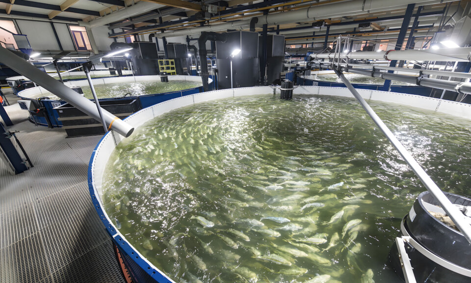 Experienced seafood executive Xavier Govare, inset, is to join the supervisory board of Dutch yellowtail kingfish producer The Kingfish Company, which produces Seriola lalandi in a RAS in the Netherlands.