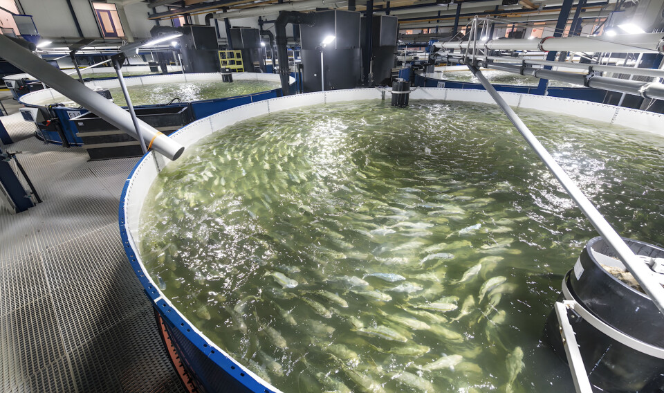 The Kingfish Company's RAS facility in Zeeland, Netherlands.