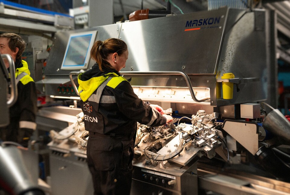 Vaccination of fish at Nekton Settefisk.