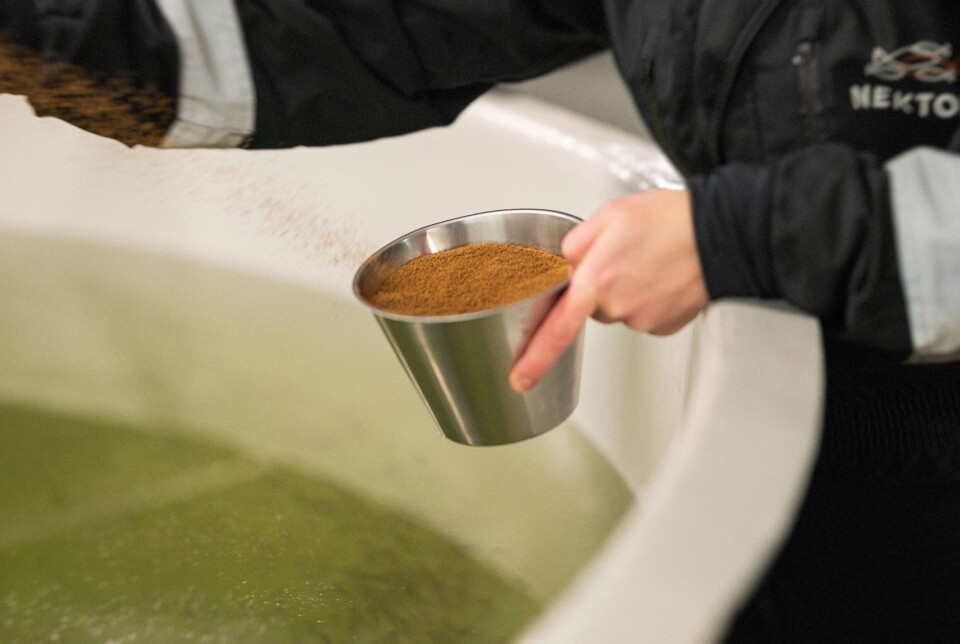 Hand feeding of smolt.