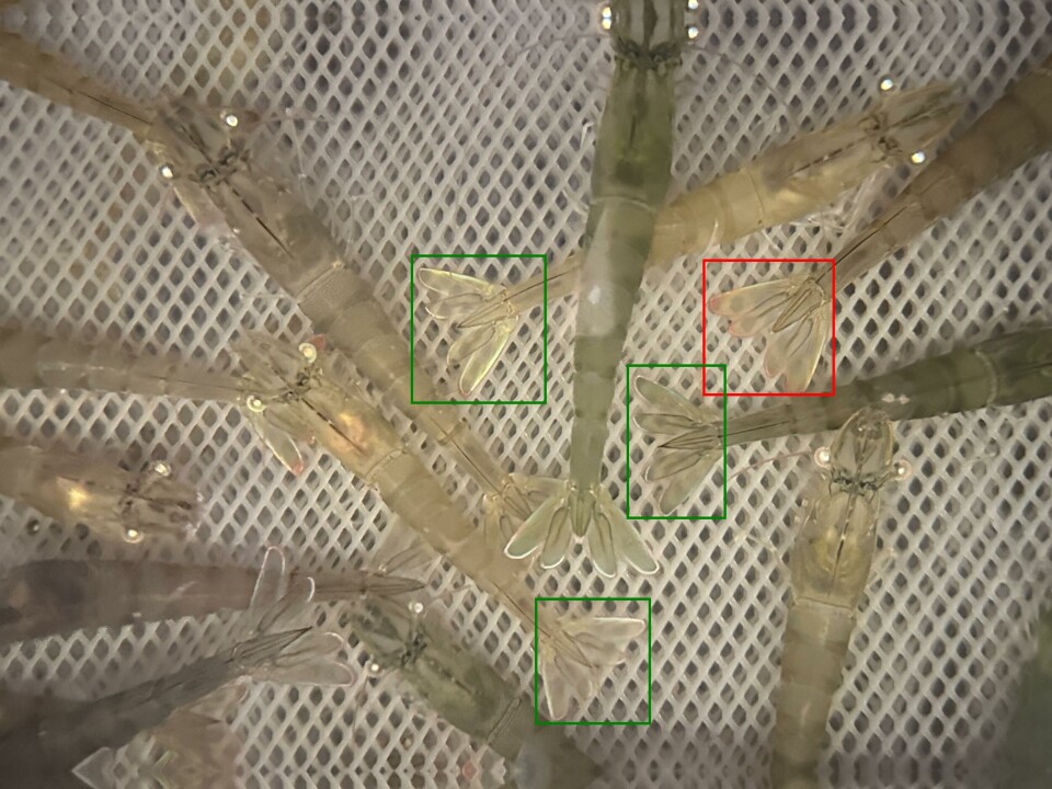 Early stress detection on shrimp tails (red=stressed, green=not stressed).