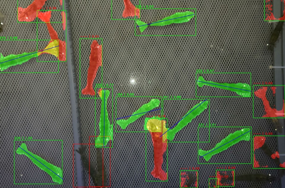 Body length determination to calculate the individual weight (green frame / red segmentation mask = shrimp detected / length not measured, green frame / green segmentation mask = length measured).