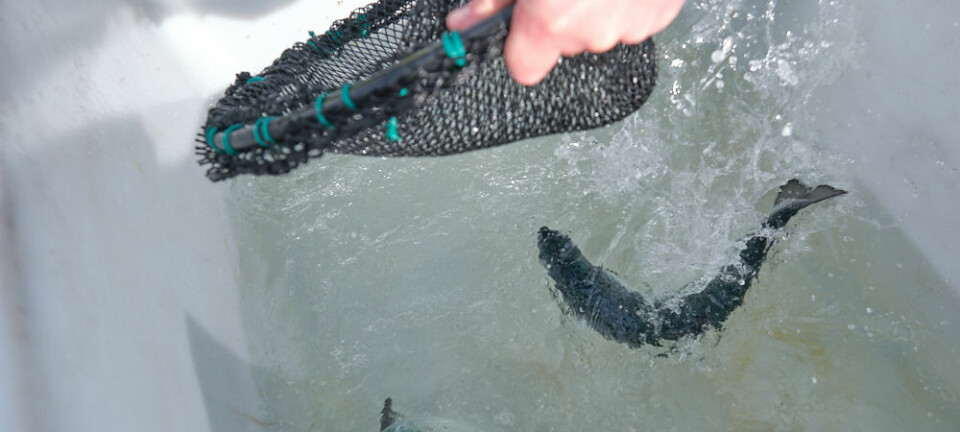 Scottish salmon production jumped by 27% last year