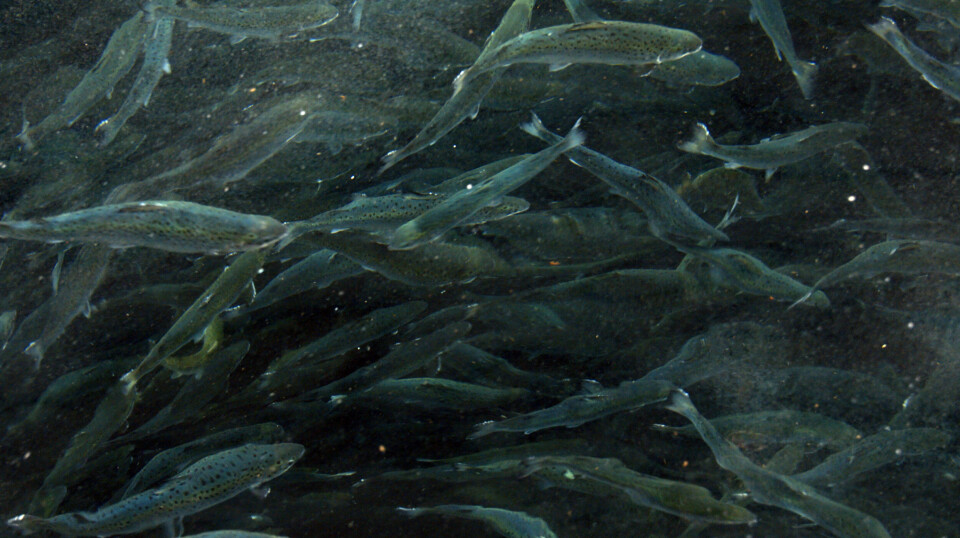 In this experiment, fish in a land-based facility were used to be able to say something about fish in exposed locations in the sea. The fish in the picture were not included in the experiment.