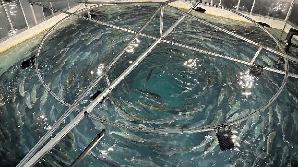 The Chinese like their salmon big, and Nordic Aqua can grow them large without the fish reaching sexual maturity.
