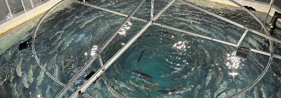 Nordic Aqua is growing a lot of 7kg salmon without sexual maturation