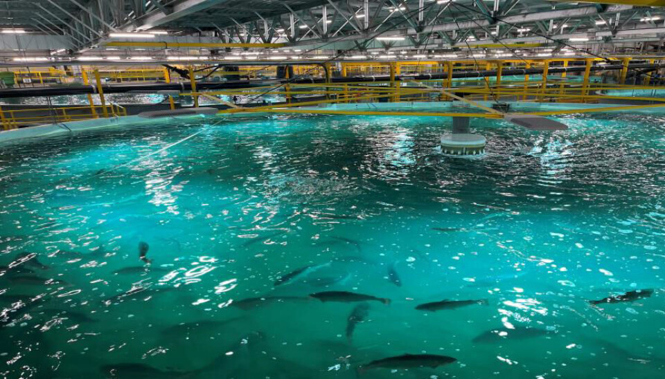 Illustrative photo from Proximar Seafood’s facility, where a recent incident resulted in the death of 170,000 fish.
