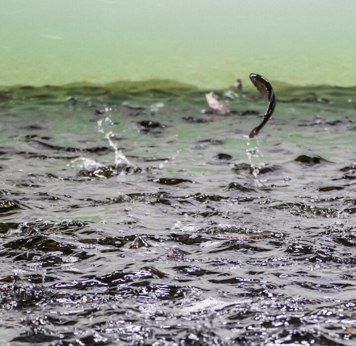 A fish jumping at the Fifax RAS facility.