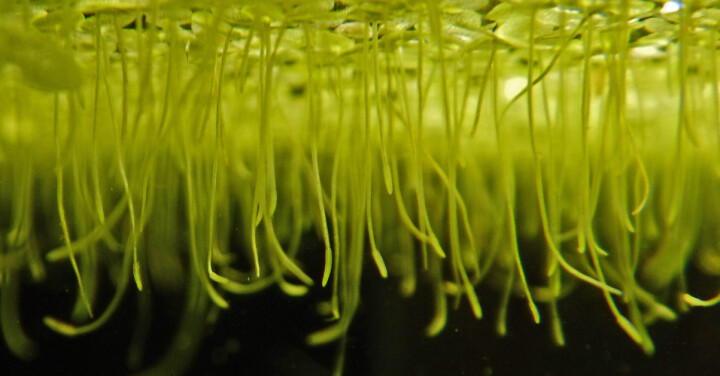 El uso organismos vivos como biofiltradores más sostenibles en cultivo RAS