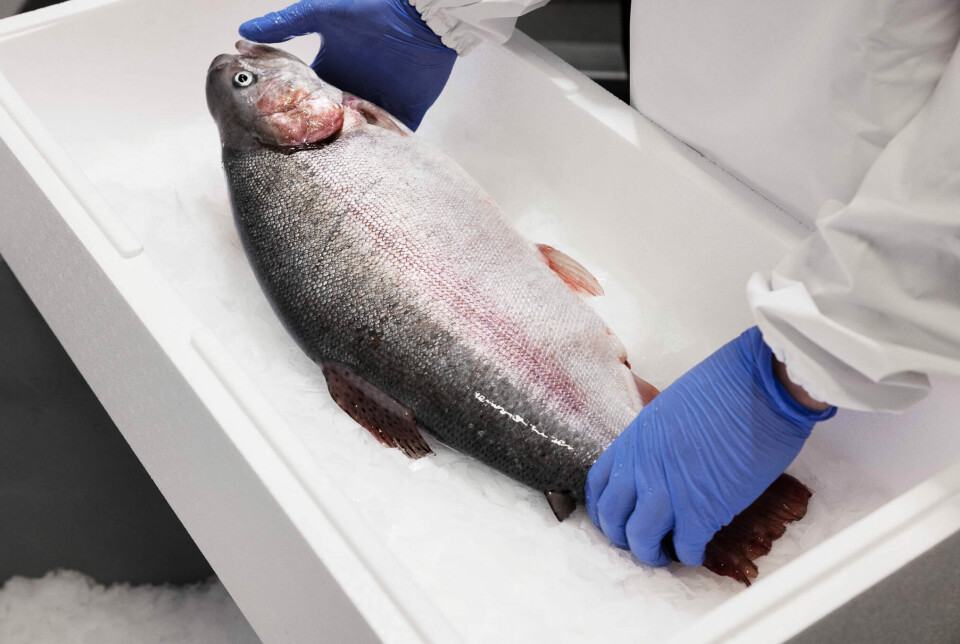 A trout produced by Fifax, who takes fish from egg to harvest under one roof.