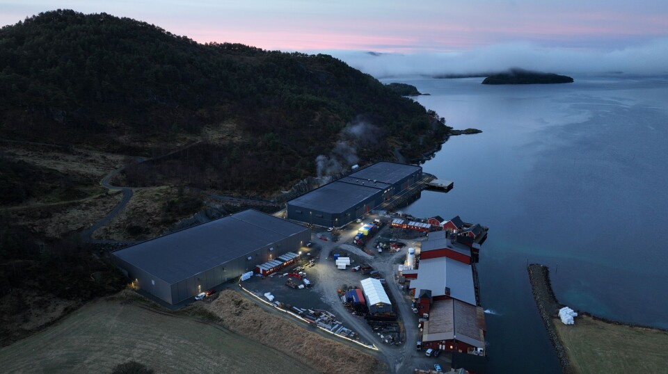 The post-smolt at Mowi's Haukå facility reach up to 800 grams.