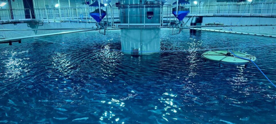 Laxey transfers first post-smolts to grow-out tanks