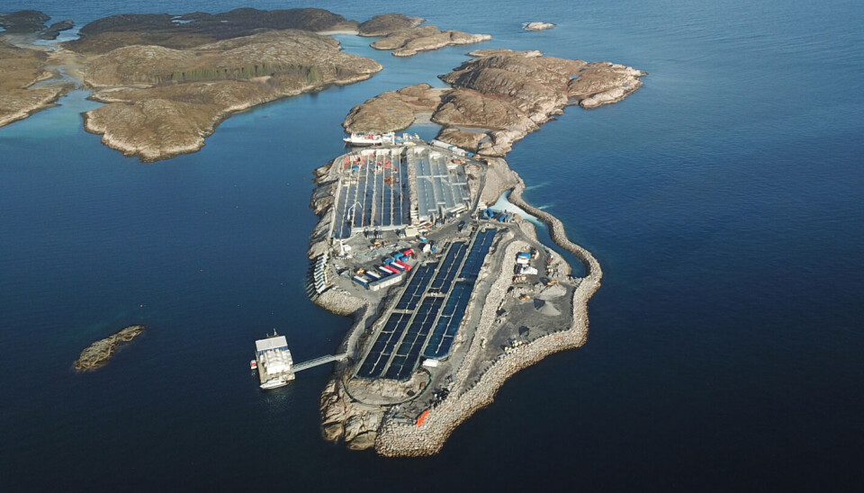 Gigante Salmon will stock more than 2.2 million smolts this autumn.