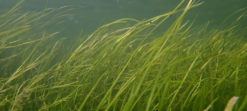 AquaCon facing new challenge to US salmon RAS project