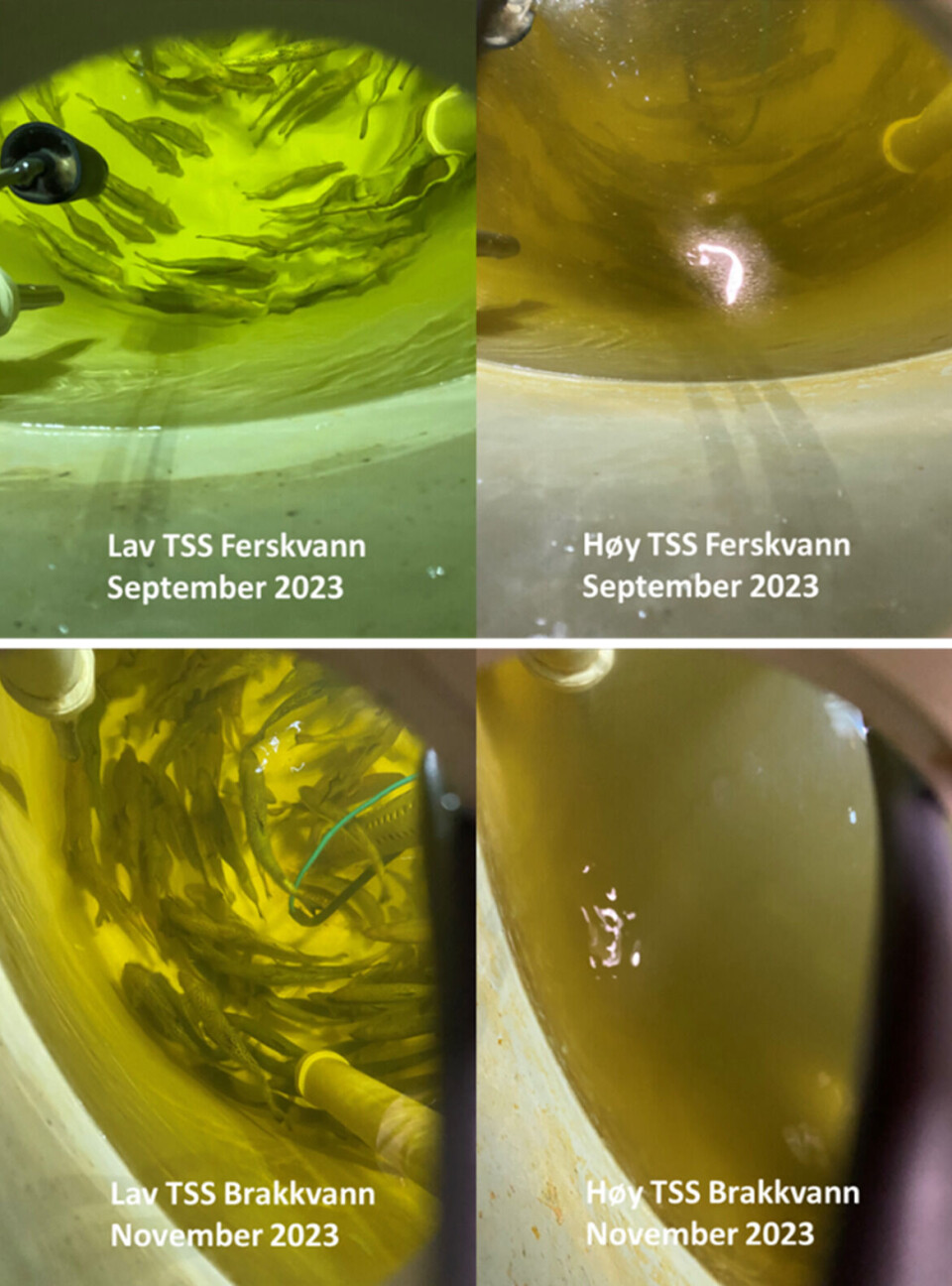 Figure 1. Visibility in the water in the freshwater phase (top) and in the brackish water phase (bottom) at low TSS (left) and high TSS (right), at two different times.