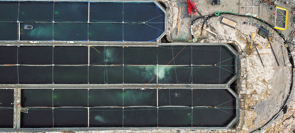 This is how much fish Gigante Salmon currently has