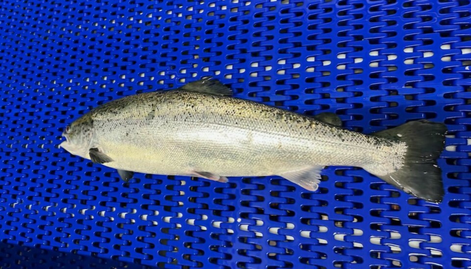 At the beginning of May, the harvest of the first generation began, and all those fish were harvested during the quarter.