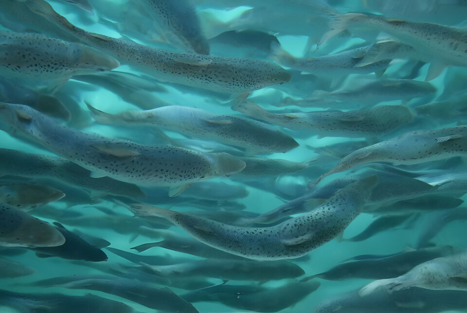 Proximar's salmon have attracted interest from the market in Taiwan.