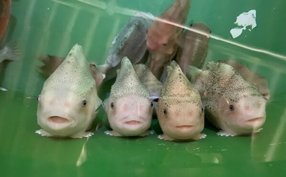 Results of a new study suggest that raceways with high water exchange may have the most favourable environmental conditions for rearing the fish, which are used as a natural lice control in salmon farms.