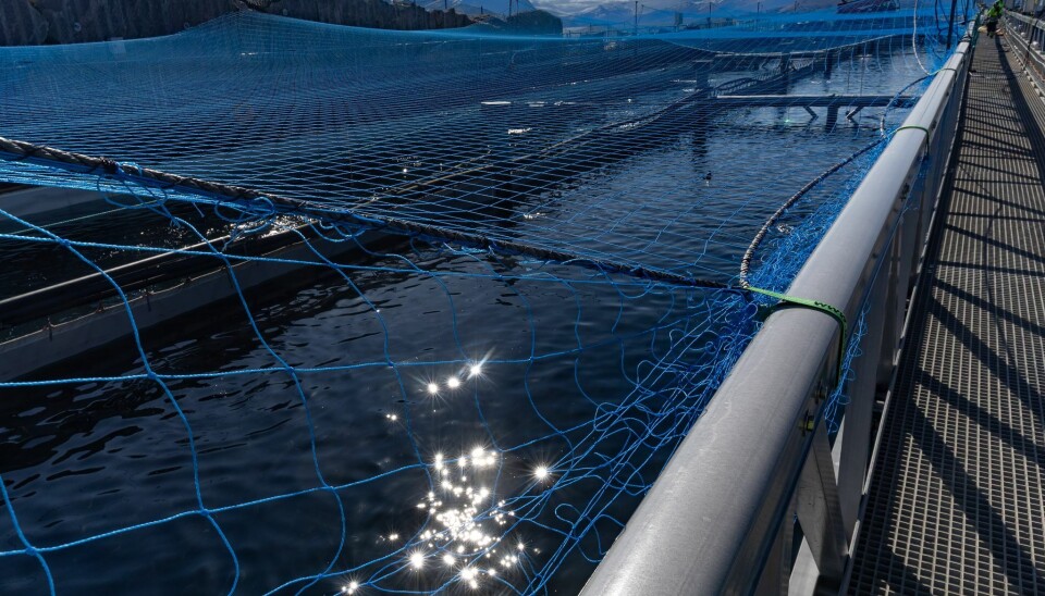 Gigante Salmon harvested a higher volume than estimated