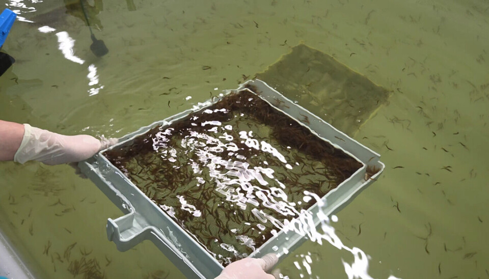 The second batch of salmon fry is released into a RAS tank.