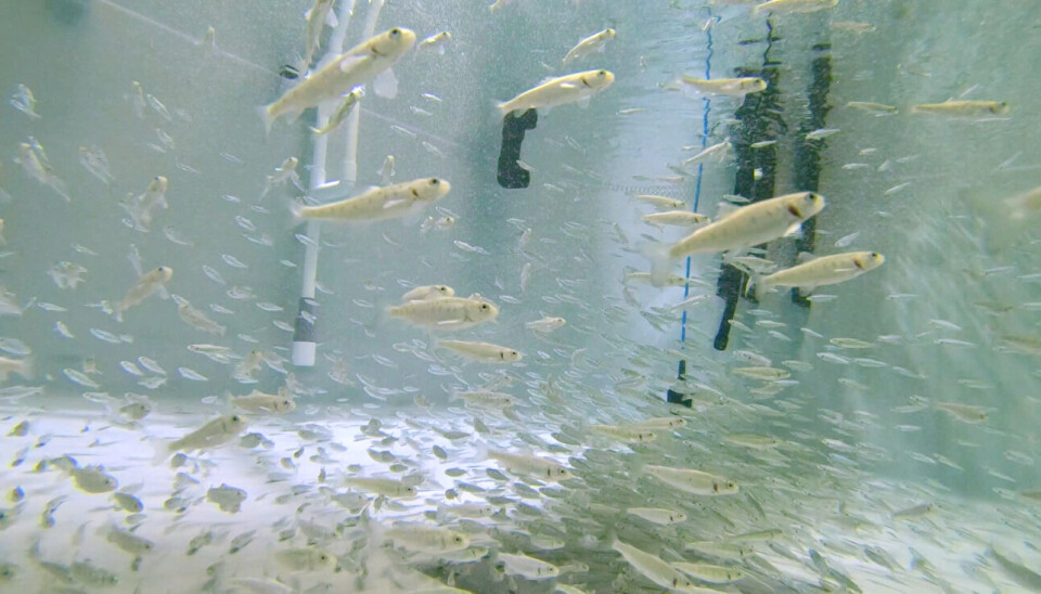 Salmon fry swim in the RAS 1 tank at Eco Aquafarm.