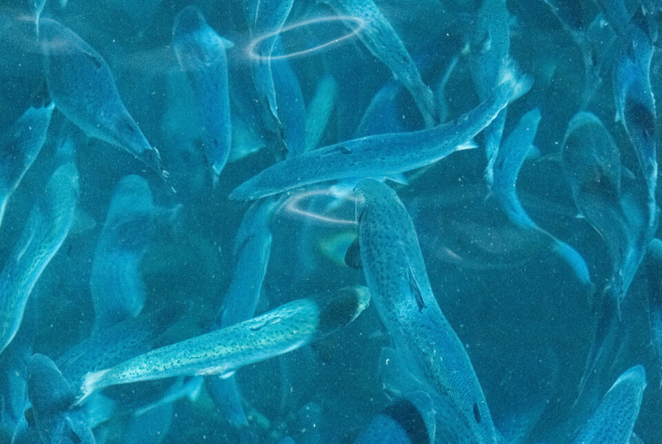 Fish in the Laxey fish farm in Iceland.