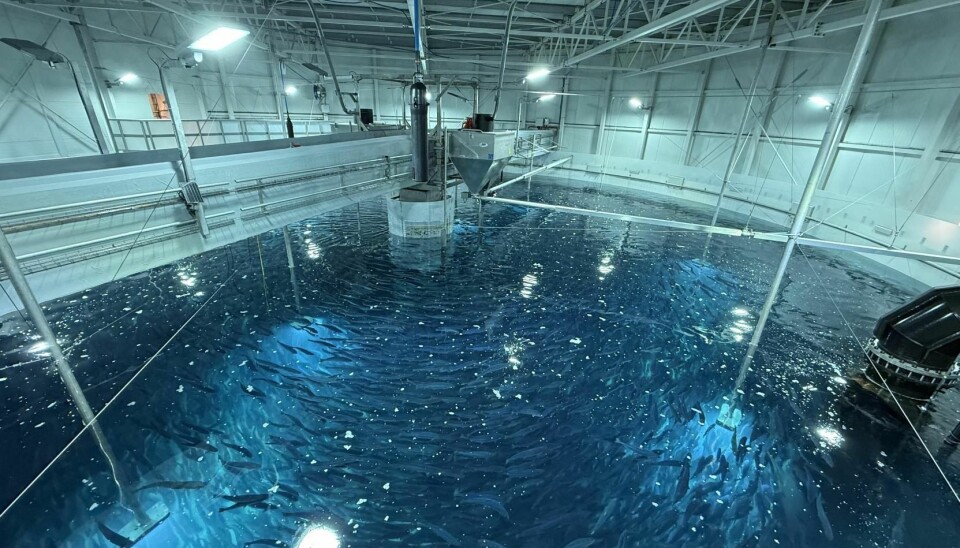 The fish swimming in the first tank to be stocked.