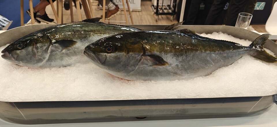 Two of The Kingfish Company's seriola lalandi on display at the company's stand at Seafood Expo Global in Barcelona in May.
