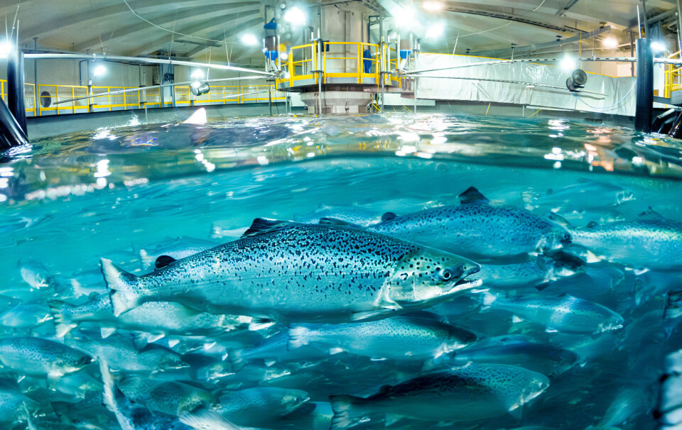 Low prices and the harvesting of a batch of weaker fish impacted Salmon Evolution's bottom line in Q2 but it was a relatively small bump in the road for the company, which will put smolts in Phase 2 early next year.