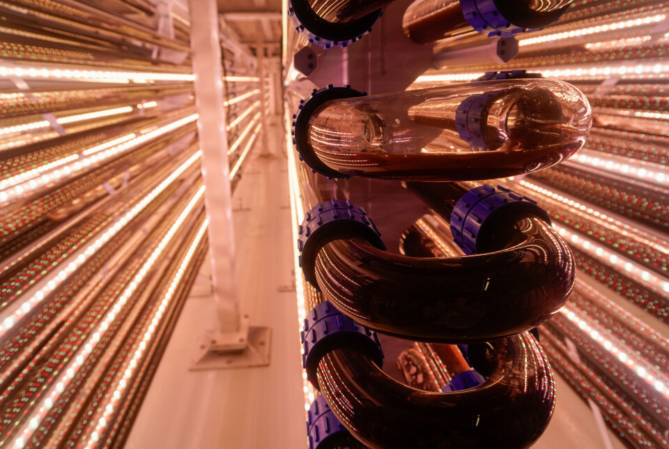Around 20 kilometres of bioreactors are used to grow algae to feed the copepod nauplii that produce the eggs that are sold to fish farmers. The eggs can be hatched within 24 hours of arrival at a fish farm hatchery, providing a feed source for marine fish larvae.