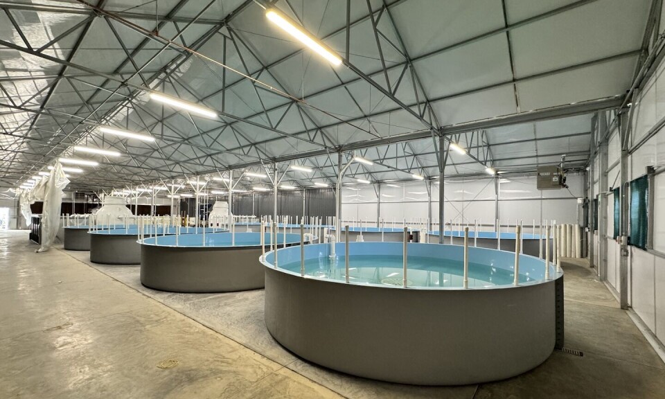 The Colorado site has eight fish tanks and will produce 20-30 tonnes of rainbow trout per year, as well as growing baby spinach fertilised by nutrients from the fish tank water.