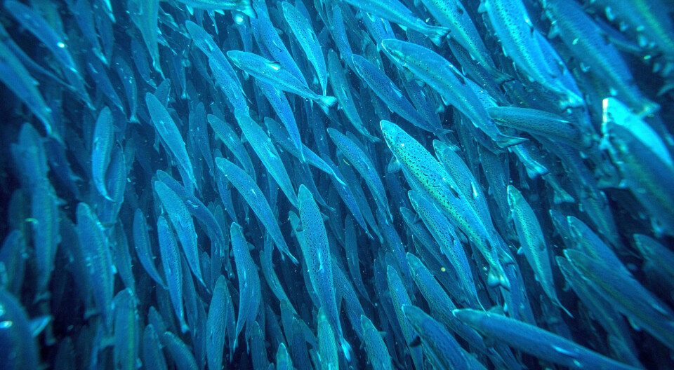 Prepared the ground for more