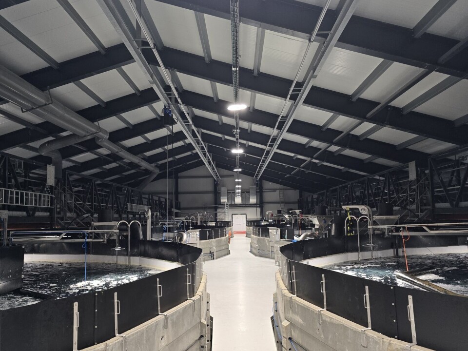 Fish tanks in Hiddenfjord's smolt facility at Futakletti. The company has spent £26m increasing tank volume by a third, from 18,000 to 24,000 cubic metres.