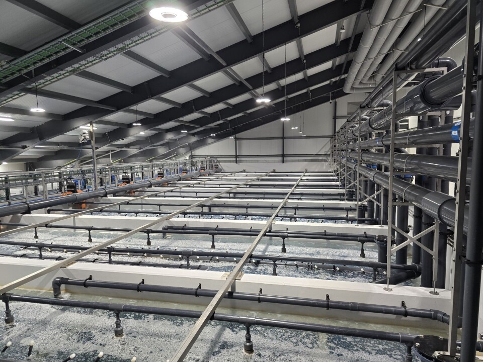 Part of Hiddenfjord's smolt facility at Futakletti, where new RAS halls are now in operation. The starter feeding department will be put into operation in October.