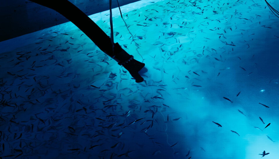 The first smolt stocking into Andfjord Salmon's new pools was recently carried out.