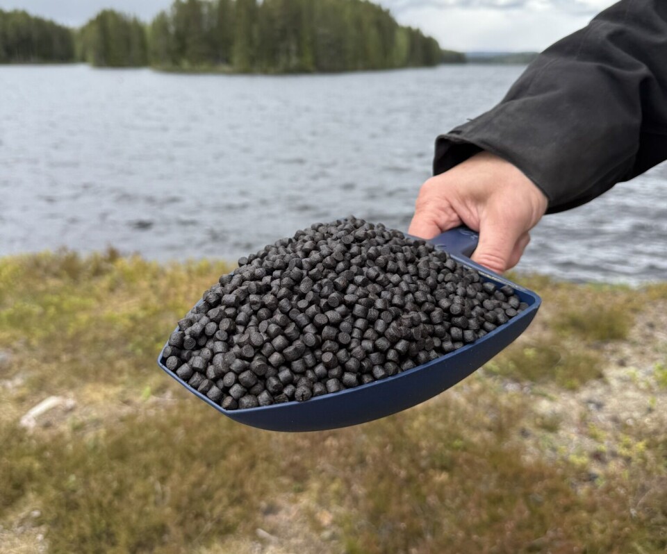 Fish feed made from mycoprotein by Cirkulär.